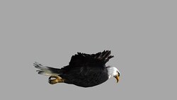 Soaring Eagle with Alpha Channel (Loopable) Stock Footage