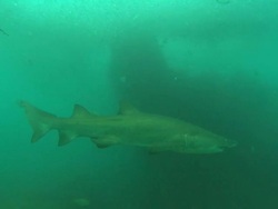 Scientist diver tags shark. North Carolina, Atlantic Ocean  Stock Footage