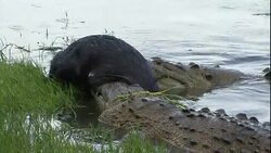 Feeding alligators nudge and tug at a wildebeest along a bank in Florida. Stock Footage
