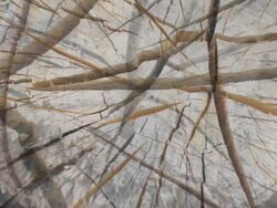 LOG BIRCH TREE - expanding flow from the center. (loop) Stock Footage