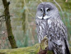 Great grey owl Stock Footage