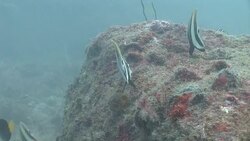 Fish forage from a coral-covered rock in the Mekong River. Stock Footage