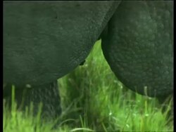 BCU Greater One-horned Rhinoceros skin on legs, India Stock Footage
