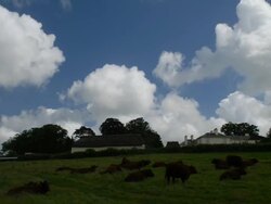 T/L Cattle (Bos taurus) in field take 5, UK Stock Footage