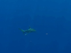 MS TS Oceanic whitetip shark / Hawaii, United States Stock Footage