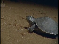 CU Tracking, Baby yellow spotted turtle walking to water, South America Stock Footage