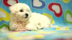 Puppy sleep Stock Footage