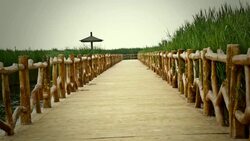Yellow river wetland in China Stock Footage