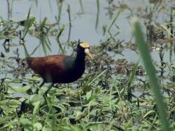 MS Northern Jacama standing on floating plants / Guanacaste, Costa Rica Stock Footage