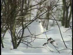 CU Ptarmigan, Lagopus mutus, walking on snow by bush, Arctic Circle Stock Footage