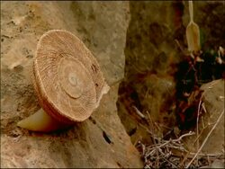 Land Snail (Iberus gualtieranus), Andalusia, Southern Spain Stock Footage