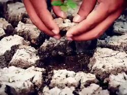 Hands plant green seed Stock Footage