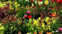 Photoperiodism in Plants Instructional Video