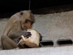 Monkey eating coconut Stock Footage