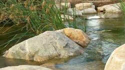 Gentle stream. Slow motion dolly shot. Stock Footage