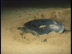 Ascension island and Central East Atlantic, MS Green Sea Turtle (Chelonia mydas) and hatchlings on beach. Stock Footage