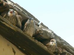 MS Shot of Lesser Kestrel (Falco naumanni) feeding chicks in old house roof / Judea, Israel Stock Footage
