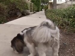 (HD1080I) Walking Puppy: Dog POV / Point of View Stock Footage