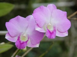 Pink orchids. Stock Footage