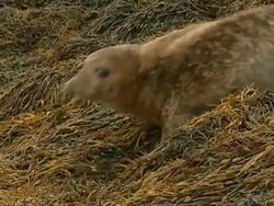 MS Grey seal (Halichoerus grypus), entering water from seaweed-covered rock, Norfolk, UK Stock Footage