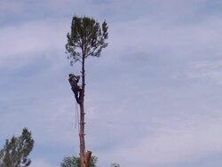 Tree Cut Stock Footage