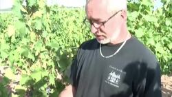 VOICED : French winemakers hunt for climate change resistant grape News Clip