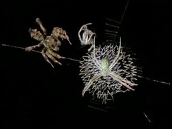 Robber Spider/Jumping Spider (Portia) attacking white spider, Australia Stock Footage