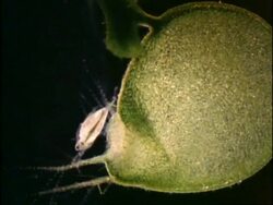 Bladderwort catching Daphnia, UK Stock Footage