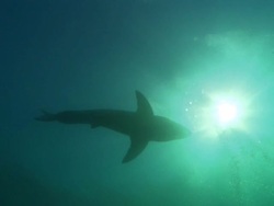 White shark, silhouette, South Africa, Gansbaai  Stock Footage