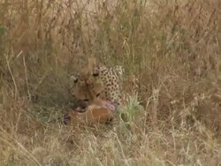 Cheetah (Acinonyx jubatus) eating Gazelle prey, Serengeti, Tanzania Stock Footage