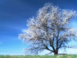 HD DOLLY: Cherry Blossom Tree On Meadow Stock Footage