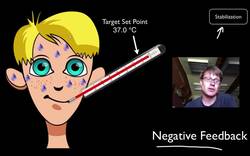 Positive and Negative Feedback Loops Instructional Video