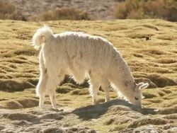 MS PAN Shot of Llama, Lama Glama on altiplano in Andes mountains, standing then grazing / San Pedro de Atacama, Norte Grande, Chile Stock Footage