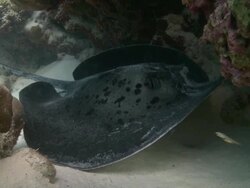 Marble Ray (Taeniura meyeni) lurking near school of Orangelined Cardinalfish (Archamia fucata), Kuda Huraa, North Male Atoll, The Maldives Stock Footage