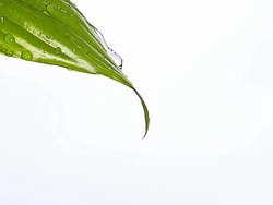 CU SLO MO Shot of Drop of Water falling from Leaf / Vieux Pont en Auge, Normandy, France  Stock Footage