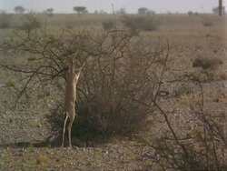 WA Arabian gazelle, Gazella arabica, browsing on shrub, Jiddat al Harasis desert, Oman Stock Footage