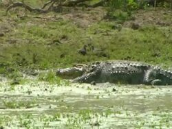 MS panning left, Crocodile leaving water and walking across land, High walk Stock Footage
