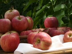 RED APPLES. MANZANAS ROJAS Stock Footage