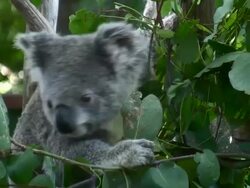 Koala eating eucalyptus leaves, Australia Stock Footage