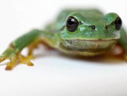 Tree Frog Macro  Close Up Stock Footage