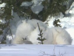 WS Wind blows over icy landscape / Wapusk National Park, Manitoba, Canada Stock Footage