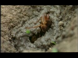 Termite emerging from and scouting outside hole, Nagarahole, India Stock Footage