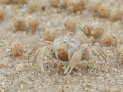 Sand Crab Stock Footage