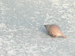 Hermit crab 3 Stock Footage