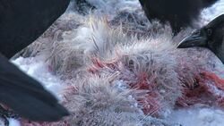 What is an Omnivore? Instructional Video