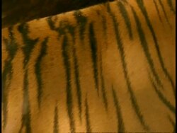 CU pan across Royal Bengal tiger, Panthera tigris tigris, coat to head, Bandhavgarh National Park, India Stock Footage
