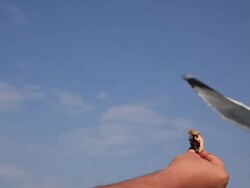 Feeding Seagulls Stock Footage