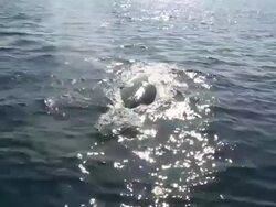 Fin whale (Balaenoptera physalus) surfacing - spray from blow hole, La Paz, Sea of Cortez, Mexico Stock Footage