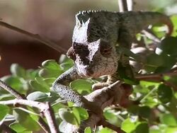 MS CU Chameleon walking on tree branch towards camera  / Madagascar Stock Footage