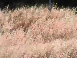 Pink shrubbery Stock Footage